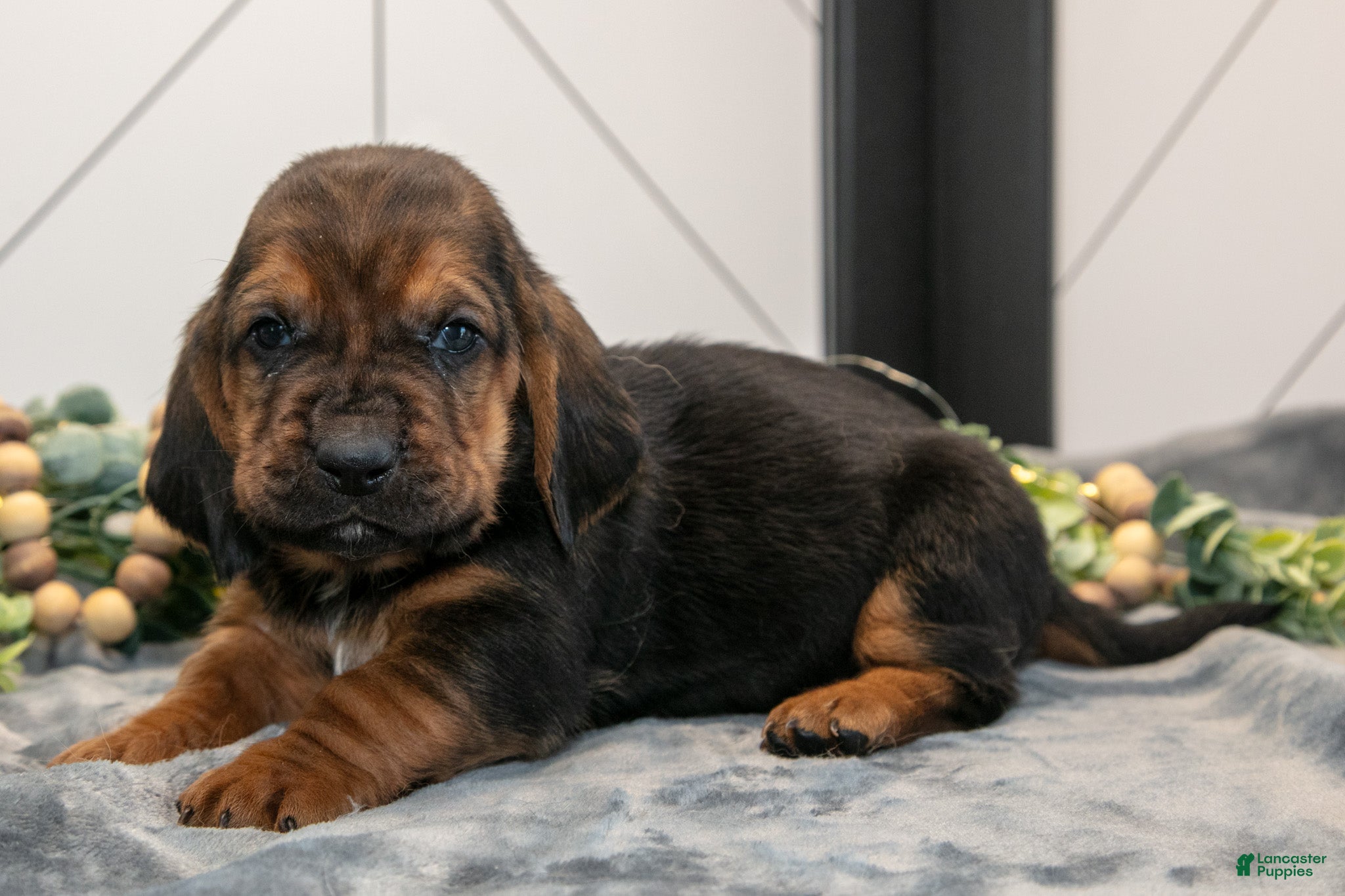 Basset Hound dogs Dawson - Ad 2