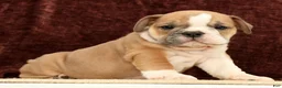 English Bulldog dogs for sale: Jaxson - Ad 4