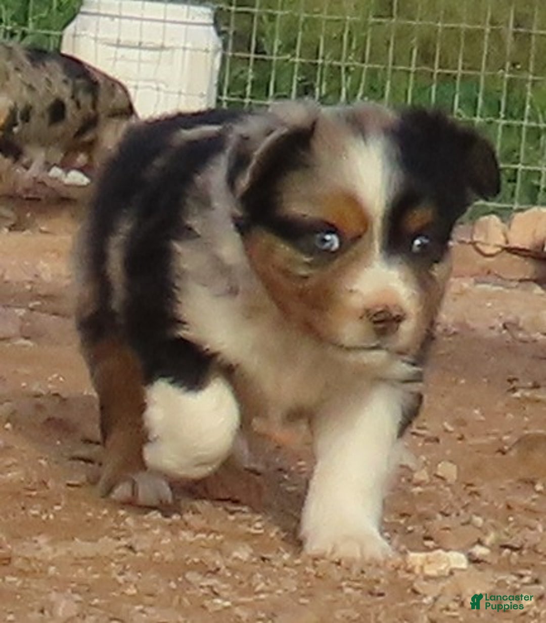 Miniature Australian Shepherd dogs for sale: Blue merle girl with 1.5 blue eyes - Ad 2