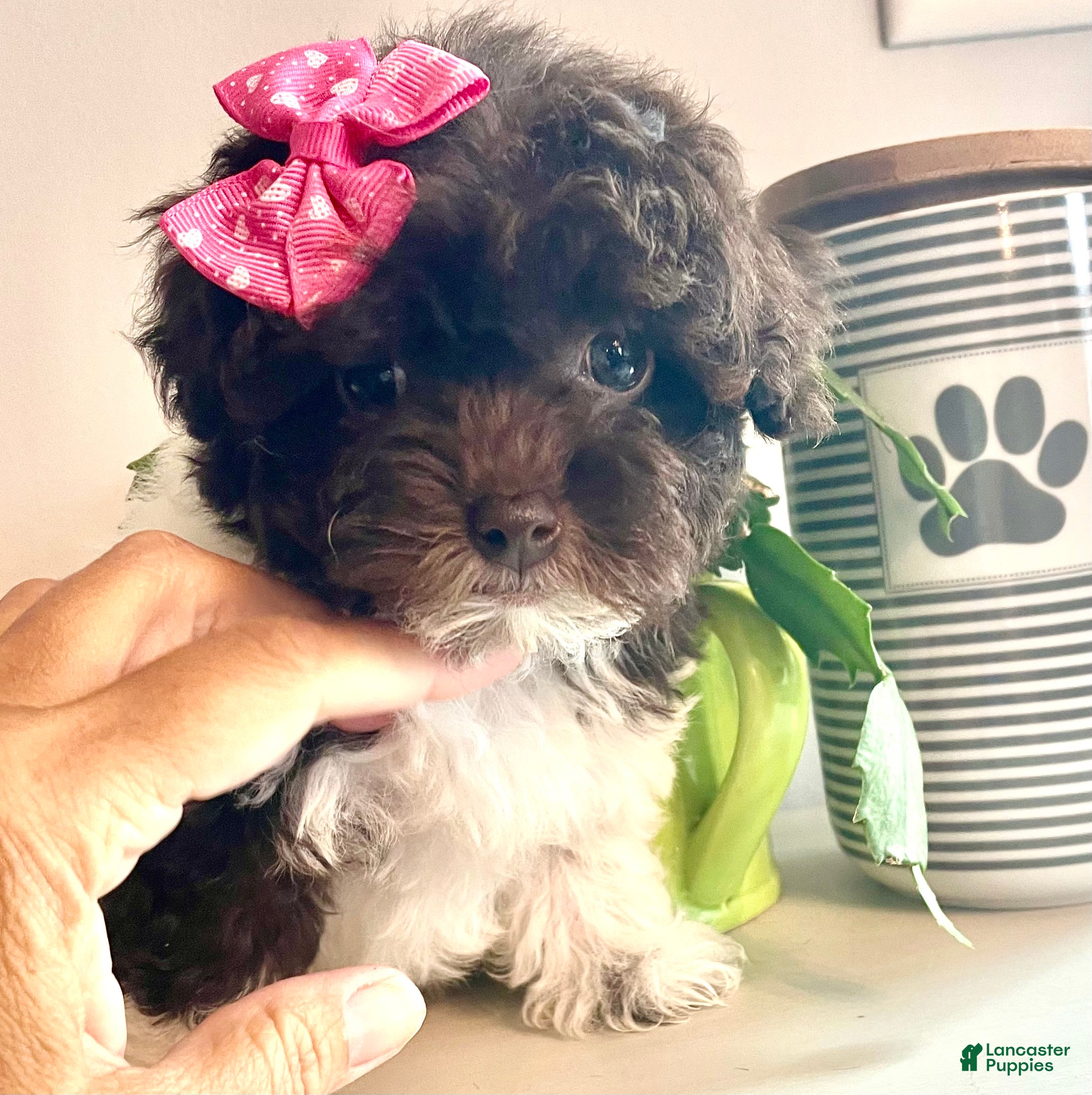 Havapoo dogs Teacup Torie - Ad 1