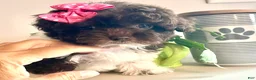 Havapoo dogs for sale: Teacup Torie - Ad 1
