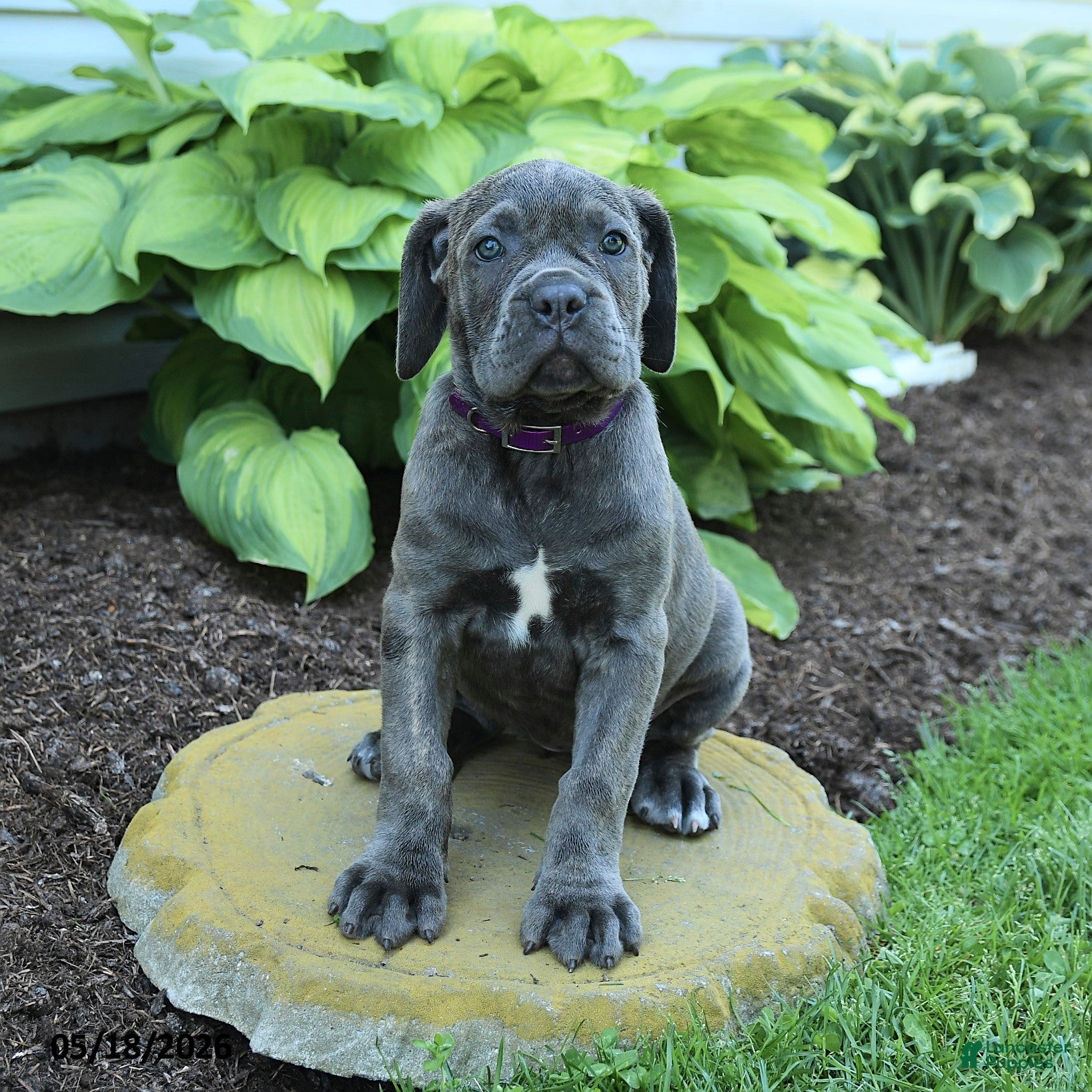 Cane Corso dogs for sale: Kona - Ad 4