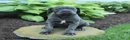 Cane Corso dogs for sale: Kona - Ad 1