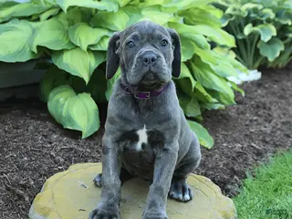 Cane Corso dogs for sale: Kona - Ad 4