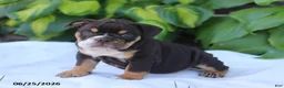 English Bulldog dogs for sale: Rosie - Ad 5