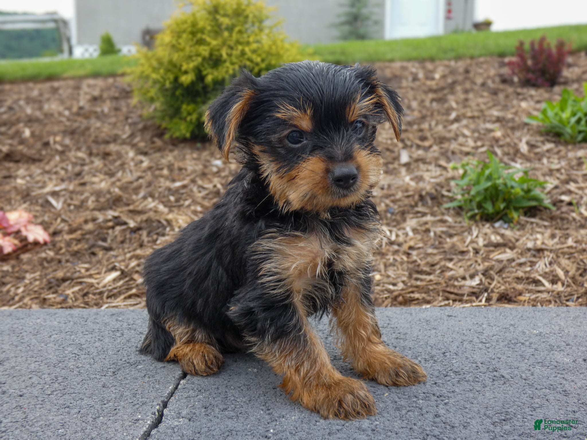 Yorkshire Terrier dogs Waylon - Ad 2