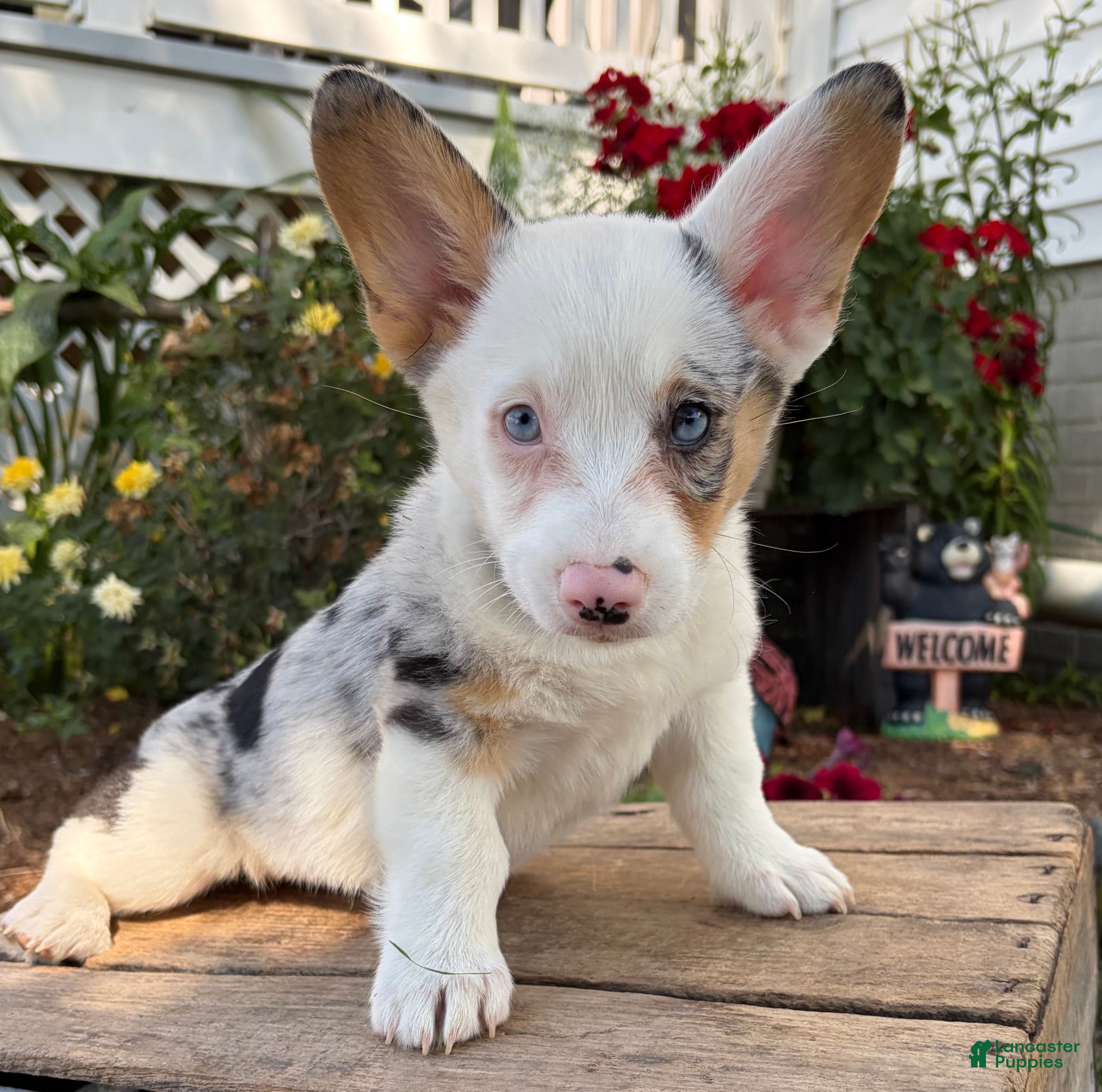Welsh Corgi Pembroke dogs Naomi - Ad 2