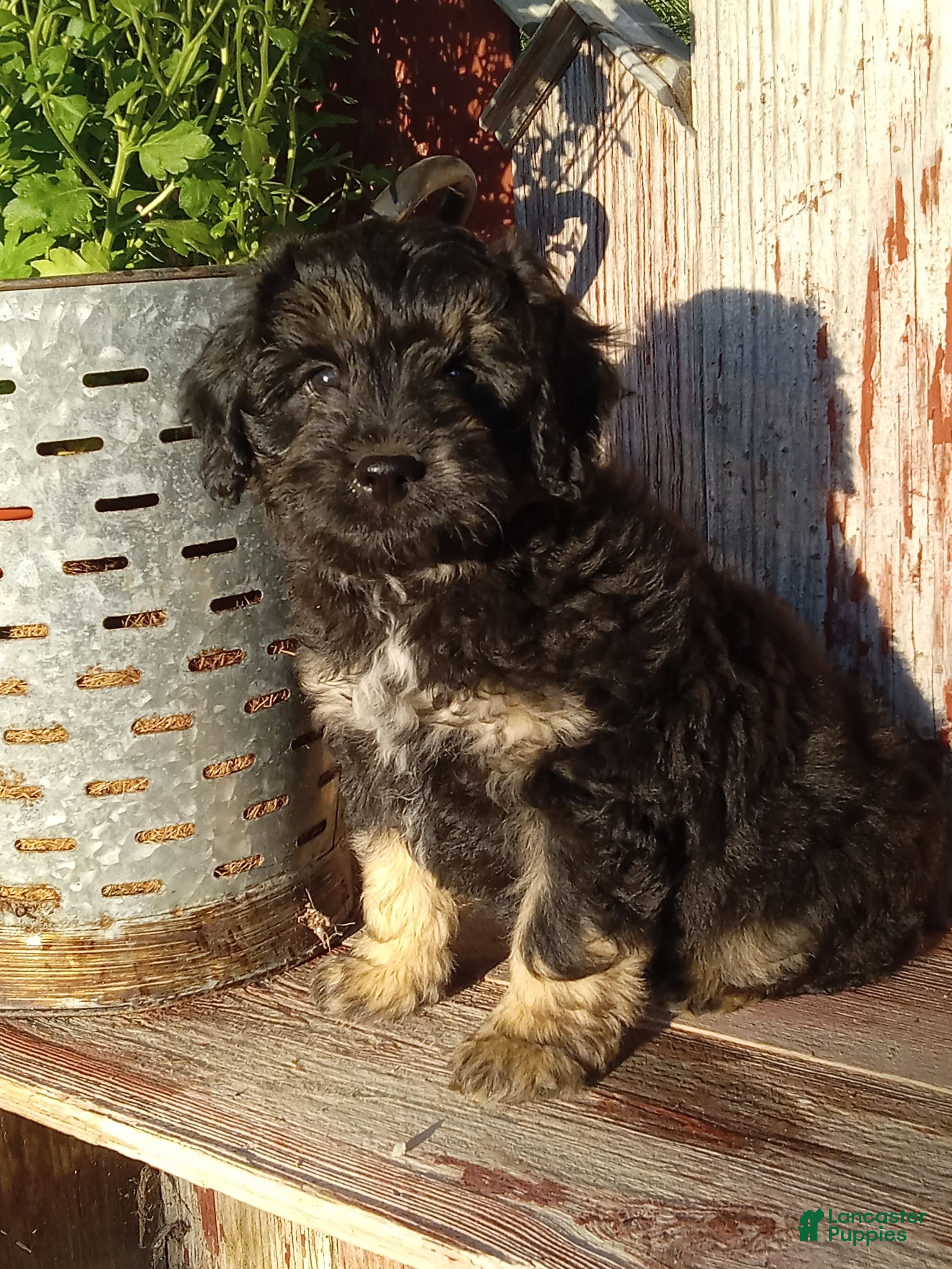 Mini Aussiedoodle dogs for sale: Iker - Ad 1