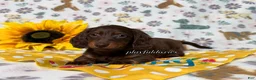 Dachshund dogs for sale:  AKC Chocolate & Tan Long Haired Female Dachshund ALL Clear - Ad 13