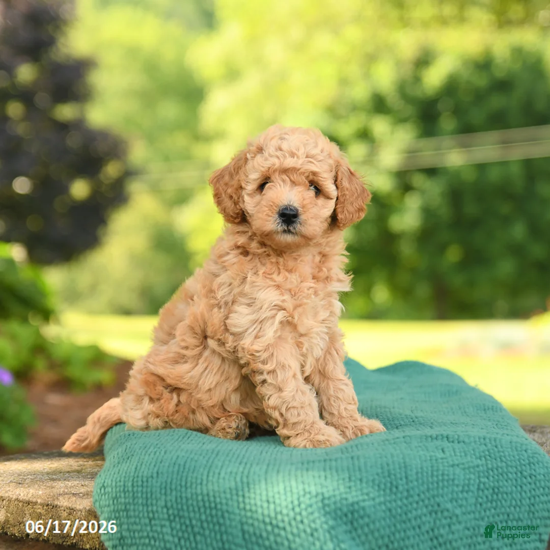 Mini Goldendoodle dogs for sale: Abby - Ad 2