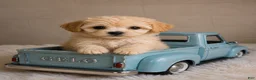 Shihpoo dogs for sale: Gelo #1 - Ad 1