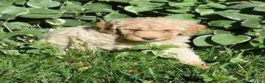 Standard Poodle 7 Apricot