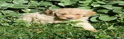 Standard Poodle dogs for sale: Standard Poodle 7 Apricot - Ad 1