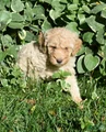 Standard Poodle 7 Apricot