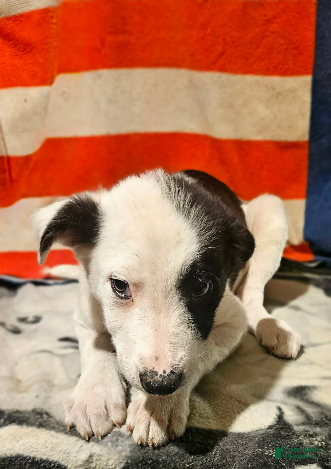 Border Collie dogs for sale: I-dog - Ad 6