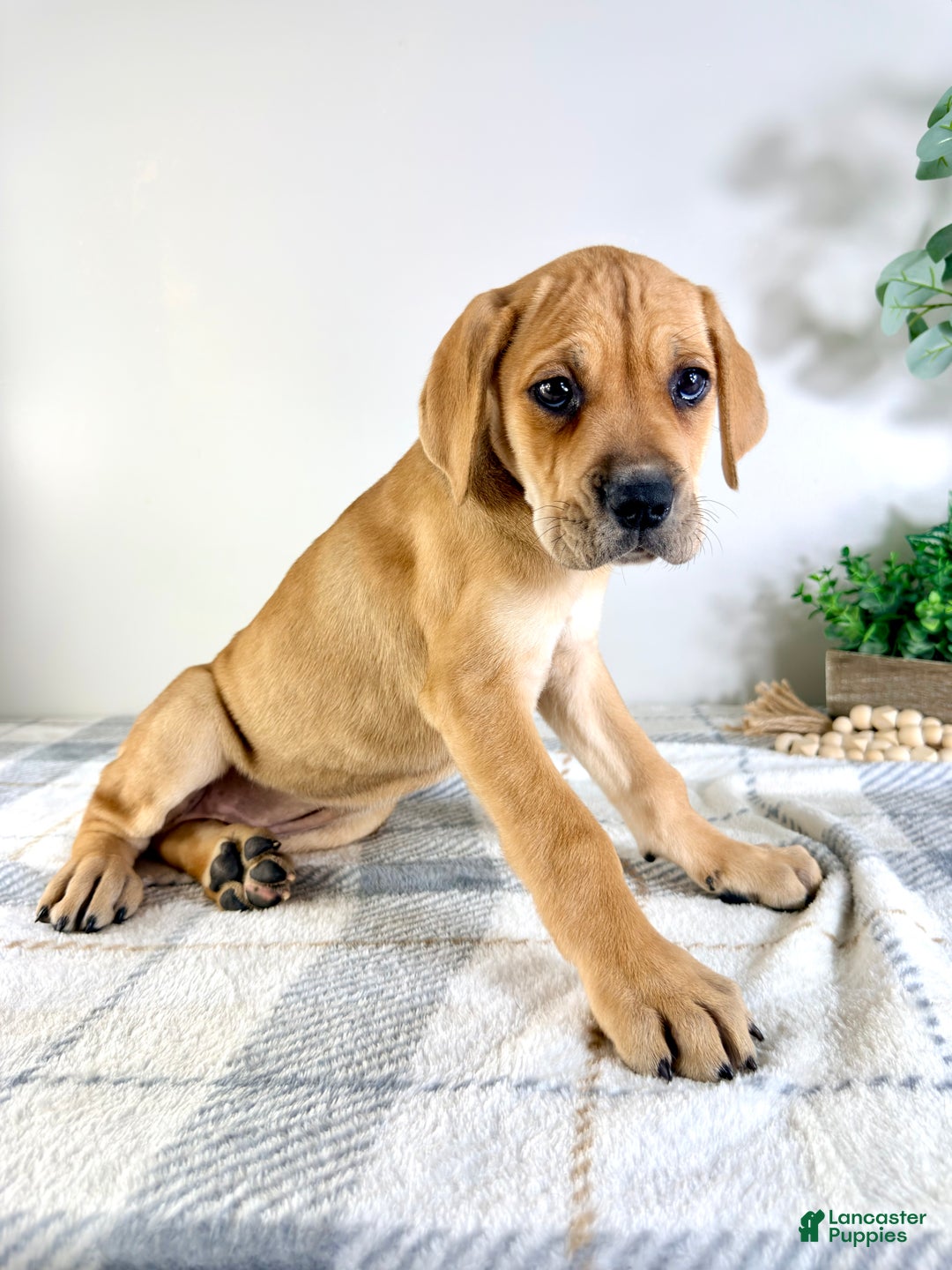 Cane Corso dogs for sale: Nova - Ad 5