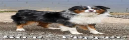Australian Shepherd dogs for sale: Molly - Ad 7