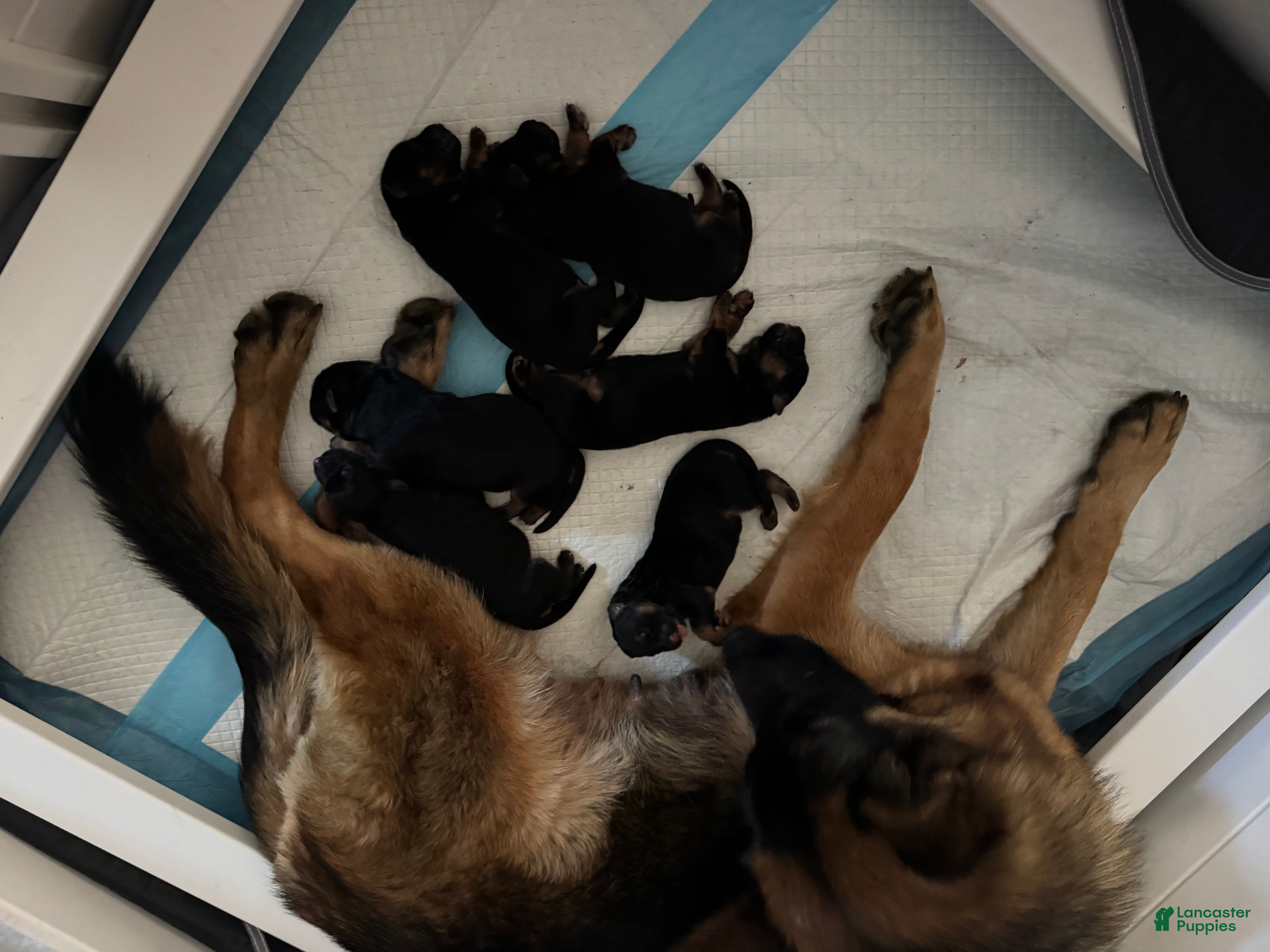 German Shepherd dogs German Shepherd Puppy 5 - Ad 9