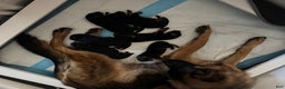 German Shepherd dogs for sale: German Shepherd Puppy 5 - Ad 1