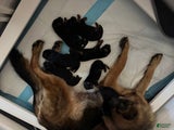 German Shepherd Puppy 5
