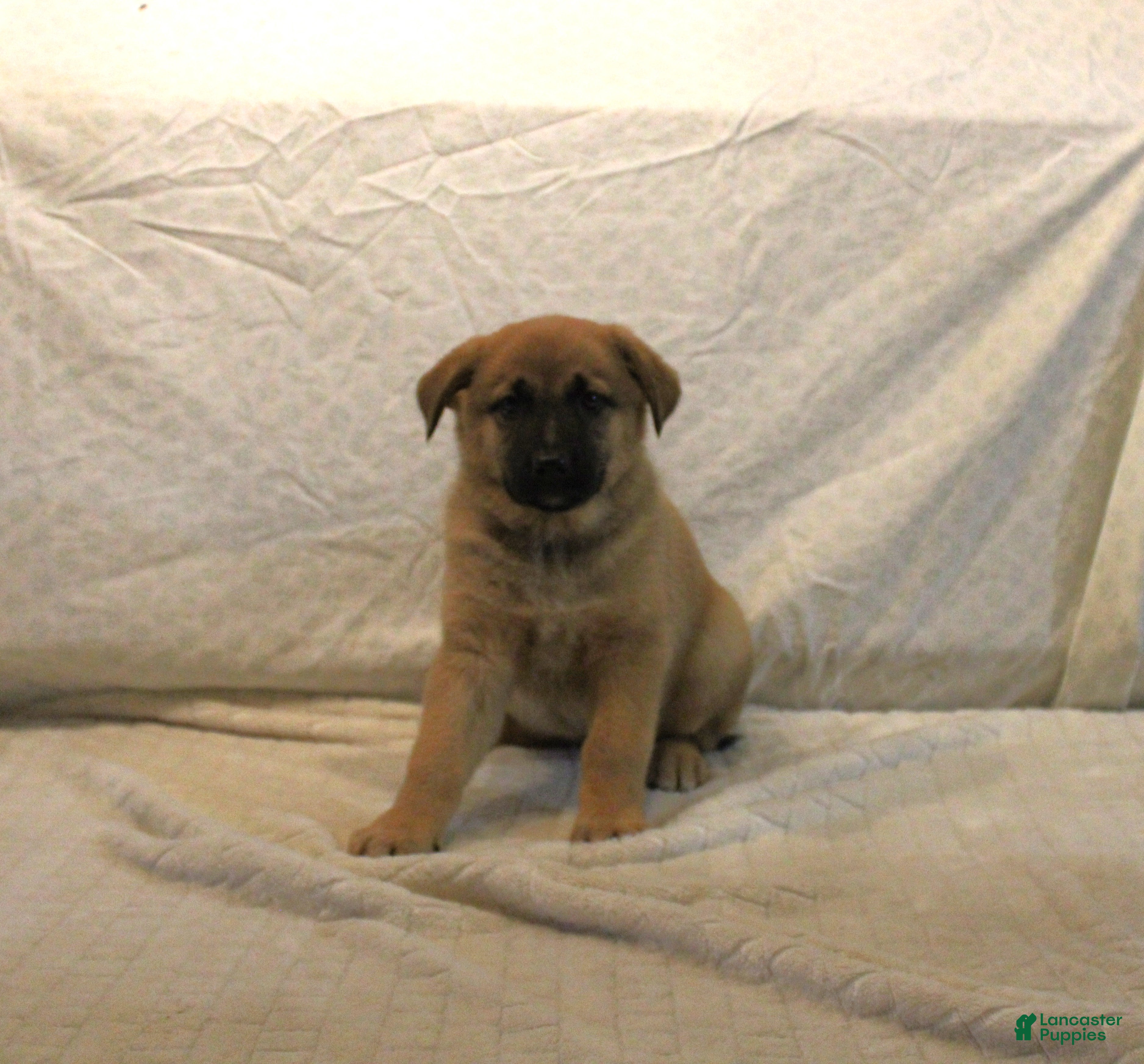 Mixed Breed dogs Lilly - Ad 39