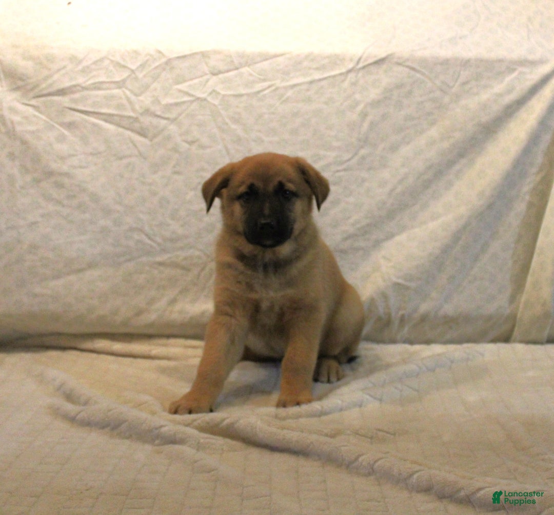 Mixed Breed dogs for sale: Lilly - Ad 1