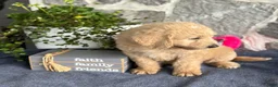 Goldendoodle dogs for sale: Nolan - Ad 7