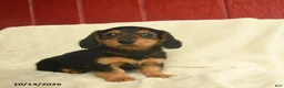 Dachshund dogs for sale: Lee  - Ad 3