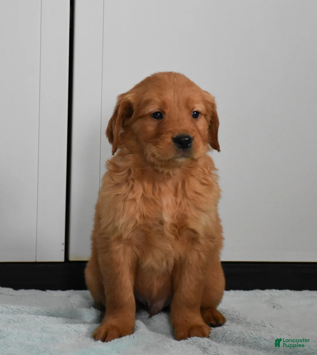 Golden Retriever dogs for sale: Dallas Genetic/OFA - Ad 15