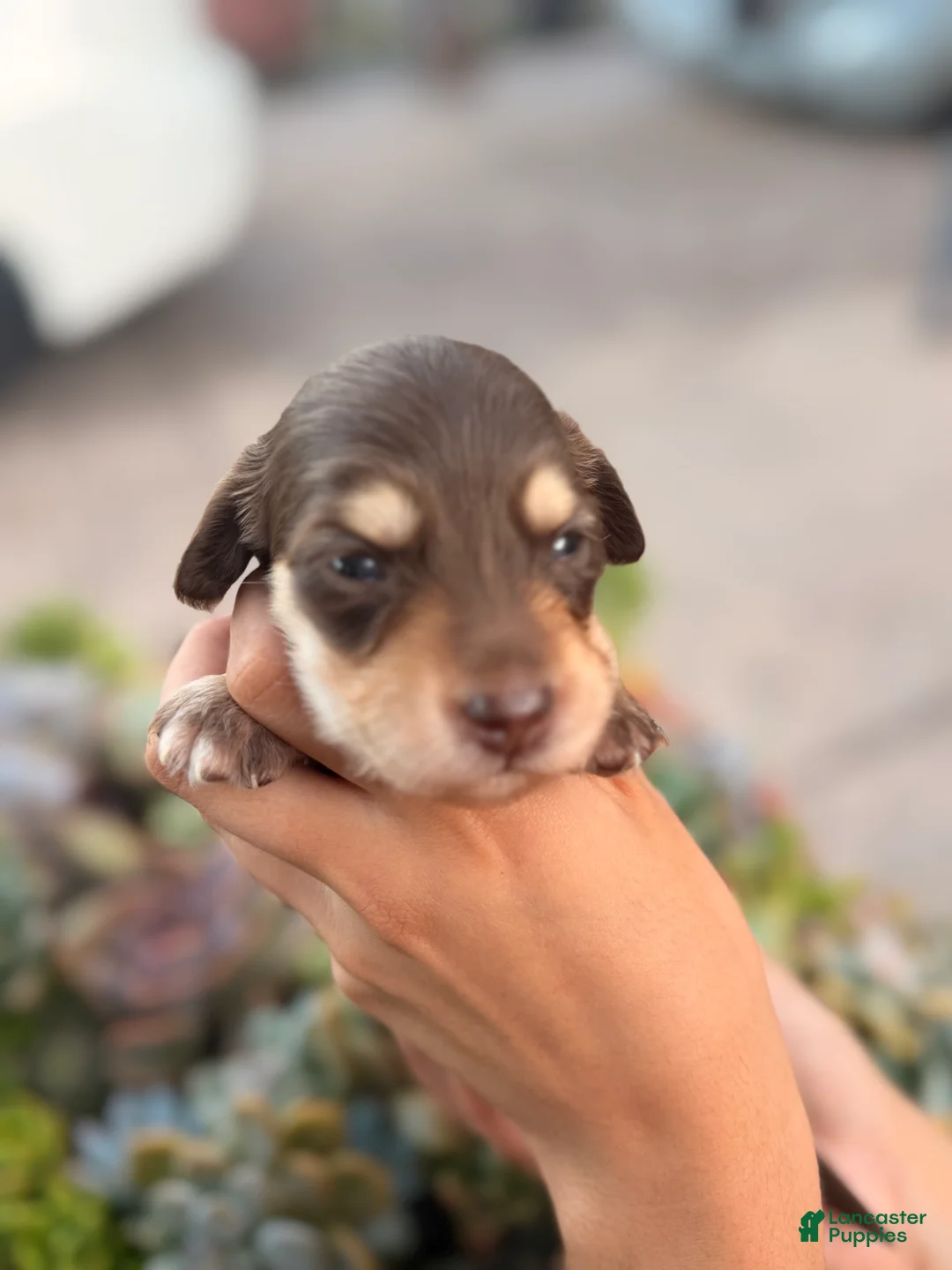 Miniature Dachshund dogs for sale: Miniature Dachshund 6 - Ad 1