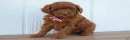 Miniature Poodle dogs for sale: Daisy  🐶 - Ad 2