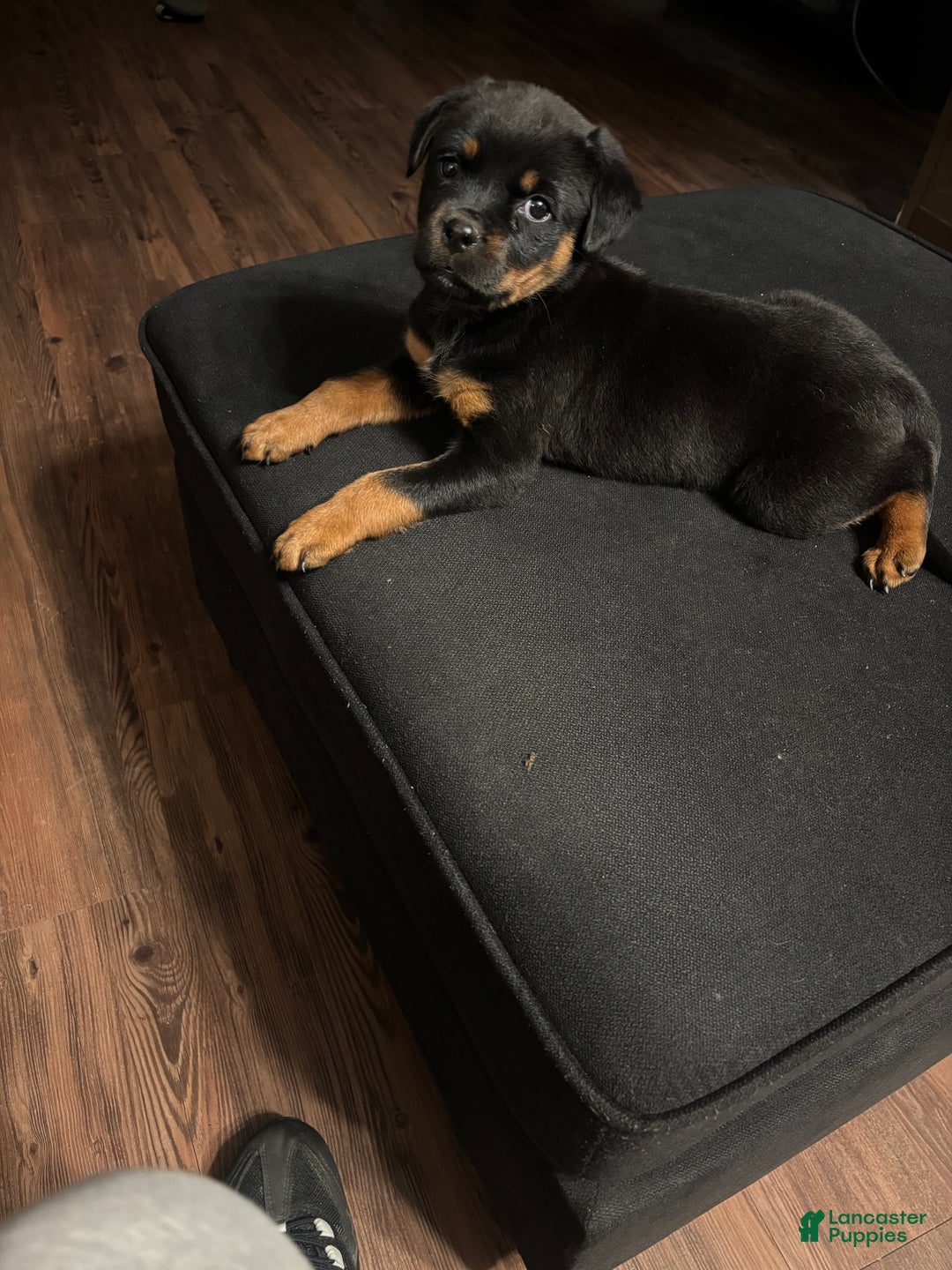 Rottweiler dogs for sale: Nae - Ad 16