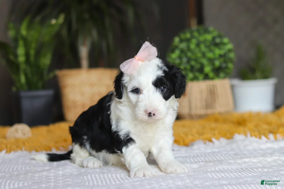 Sheepadoodle dogs for sale: Bunni - Ad 2