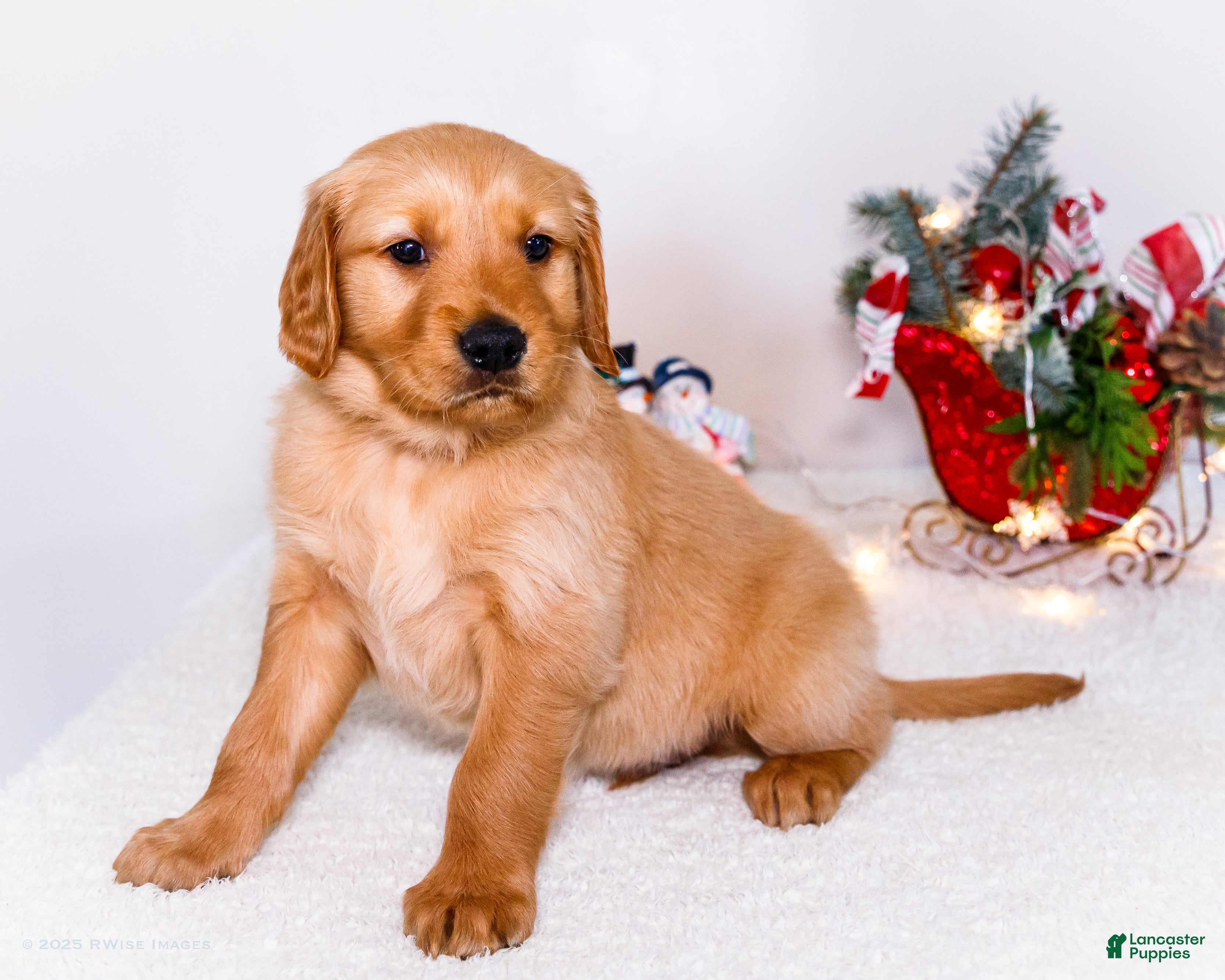 Golden Retriever dogs Colin - Ad 11