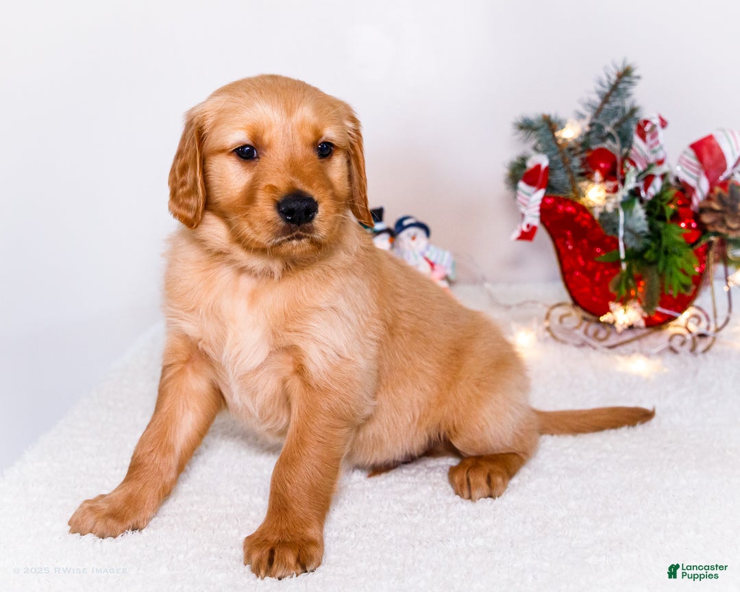 Golden Retriever dogs for sale: Colin - Ad 1