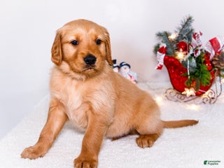 Golden Retriever dogs Colin - Ad 28