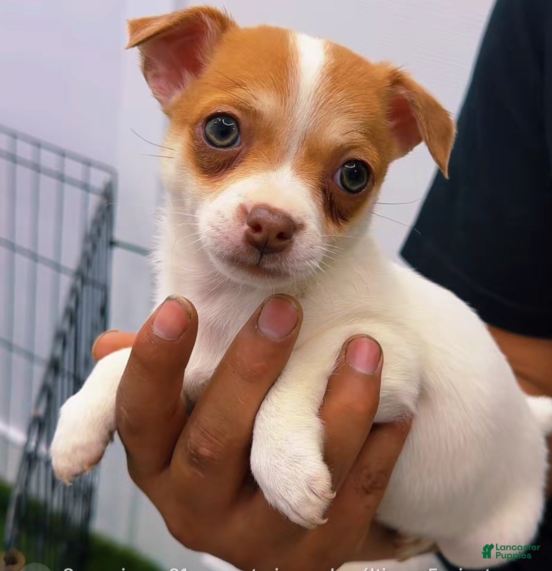 Chihuahua dogs Chihuahua kiara - Ad 42