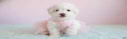 Maltipoo dogs for sale: PRINCESS - Ad 3