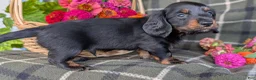 Dachshund dogs for sale: Travis  - Ad 7
