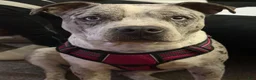 American Bully dogs for sale: Boy 2 - Ad 7