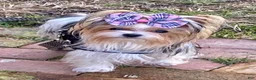 Yorkshire Terrier dogs for sale: Price Reduced! Rare AKC Blonde Gold Dust Parti Yorkie - Ad 9