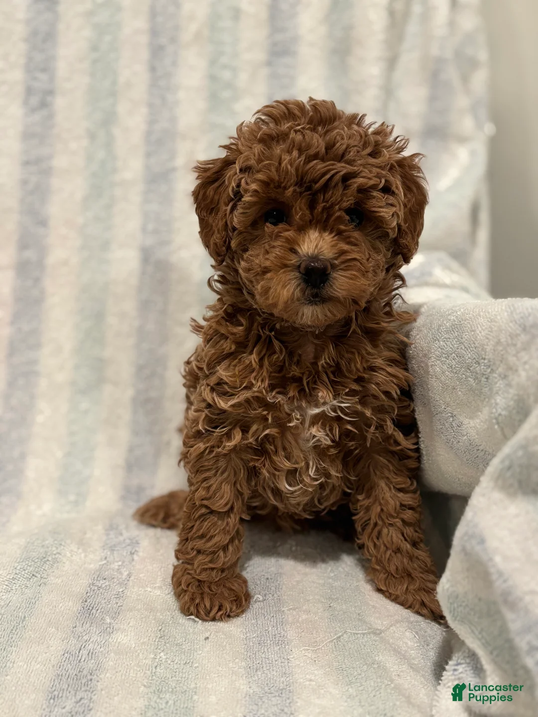 Maltipoo dogs for sale: Twix - Ad 4