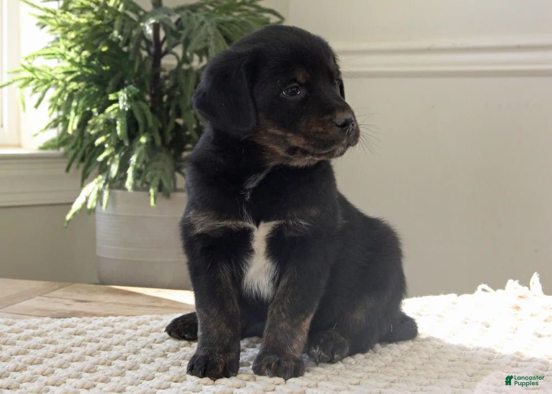 Mixed Breed dogs for sale: Mixed Breed Puppy 2 - Samantha - Ad 1