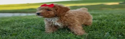 Miniature Poodle dogs for sale: Tyson 💙✨ - Ad 16