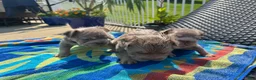 French Bulldog dogs for sale: Carlotta - Ad 4