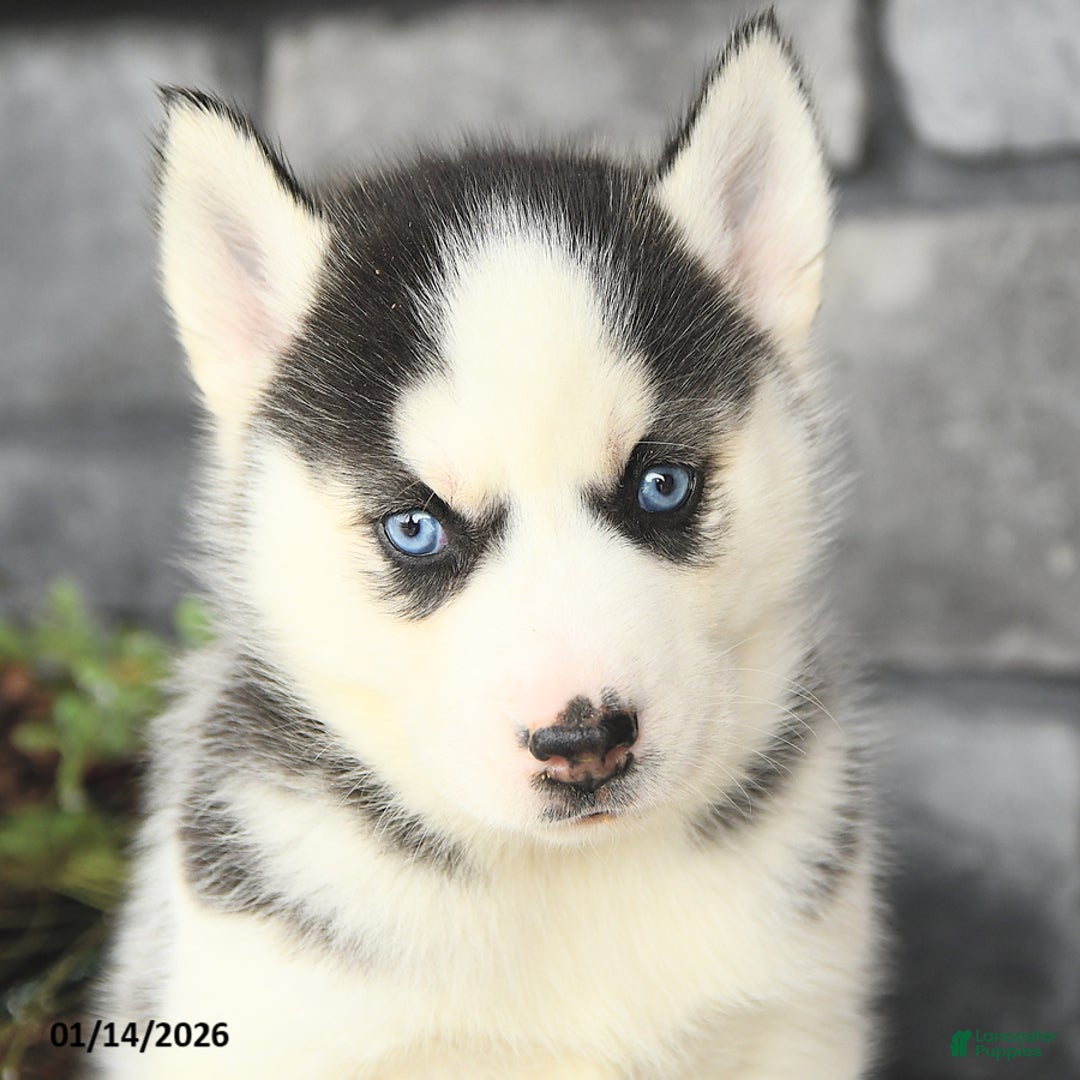 Siberian Husky dogs for sale: Gloria - Ad 4
