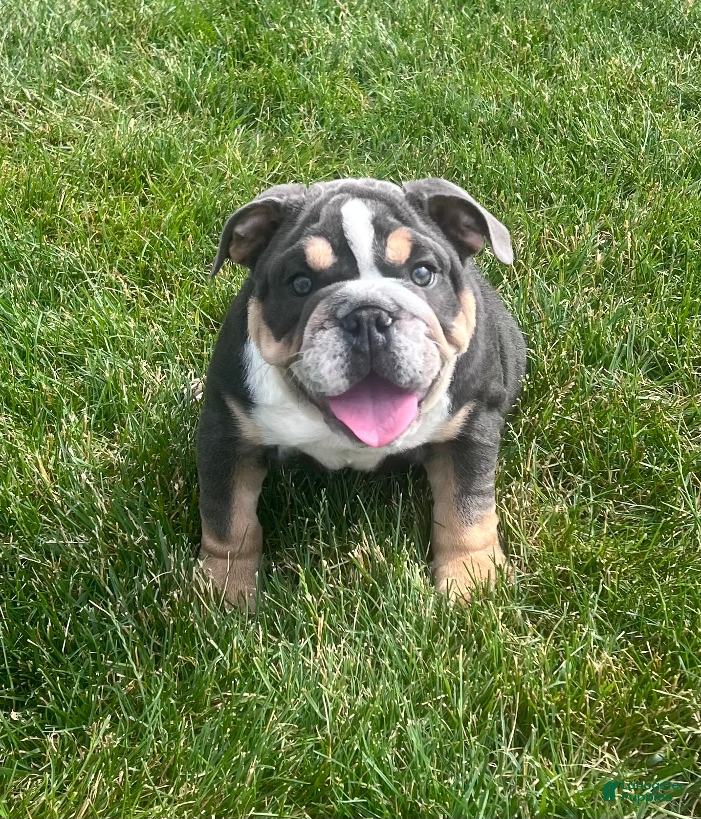 English Bulldog dogs Bluey - Ad 1