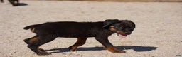 Rottweiler dogs for sale: Light Blue Collar - Ad 8