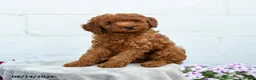 Miniature Poodle dogs for sale: Freddy - Ad 5