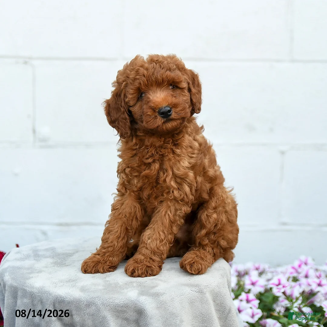 Miniature Poodle dogs for sale: Freddy - Ad 5